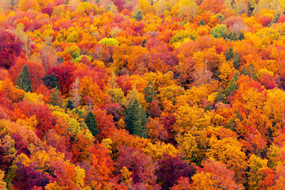 Full frame shot of trees during autumn