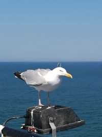 Seagull on a sea against clear sky