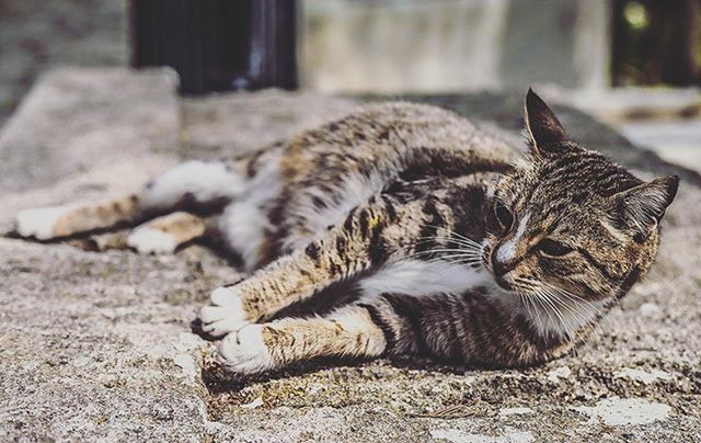 animal themes, domestic cat, one animal, cat, feline, mammal, pets, domestic animals, relaxation, whisker, lying down, resting, focus on foreground, close-up, relaxing, tabby, looking away, sleeping, no people, full length