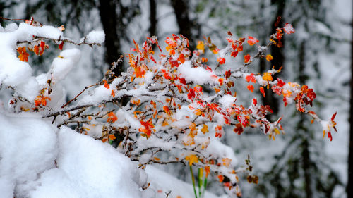 Colorful canadian maple leaves by the snow, athabasca falls, jasper, canada.