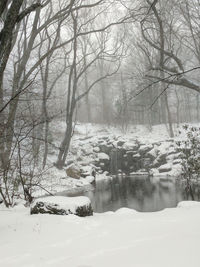 Trees in forest during winter