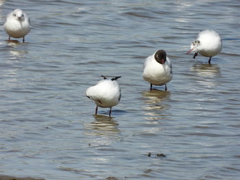 Seagulls in a lake