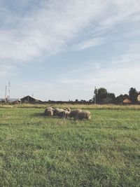 View of sheep grazing in field