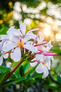 Close-up of white flowering plant