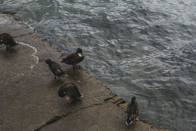 High angle view of bird perching on shore