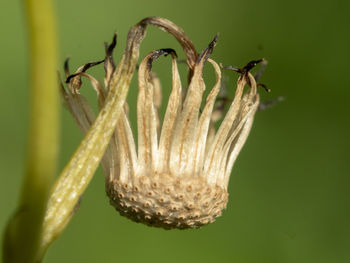 Close-up of wilted flower