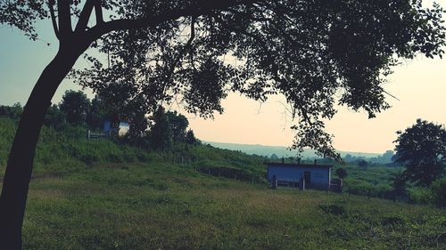 Trees on field against sky