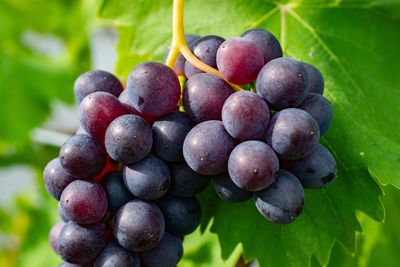 Close-up of grapes in vineyard