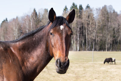 Horses in a field