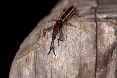 Close-up of insect on tree trunk