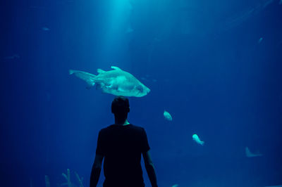 Rear view of man looking at fish in aquarium