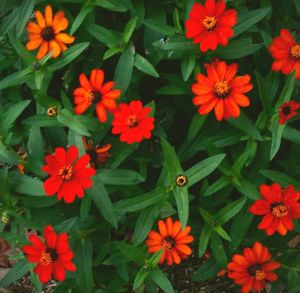 Orange flowers blooming outdoors