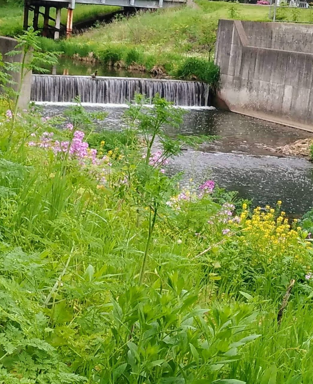 SCENIC VIEW OF WATER FLOWING ON PLANT AT DUSK