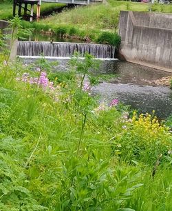 Flowering plants by water