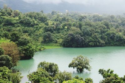 High angle view of lush foliage