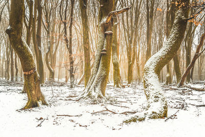 Trees in forest during winter