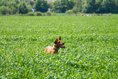 Dog on field