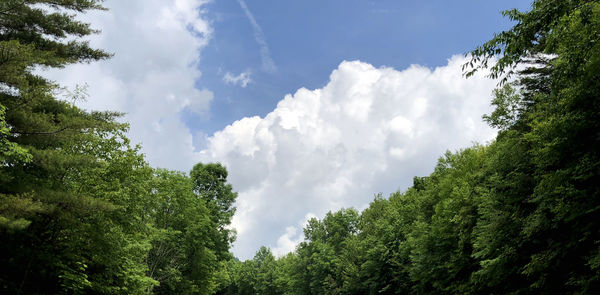 Low angle view of trees against sky