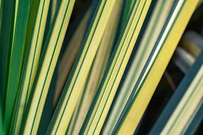 Full frame shot of palm leaf