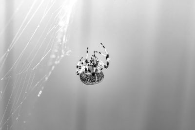 Close-up of spider on web