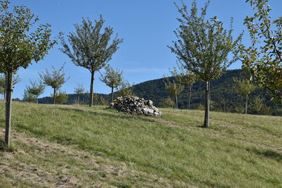 Trees on field against sky