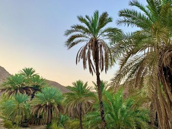 Palm trees against sky