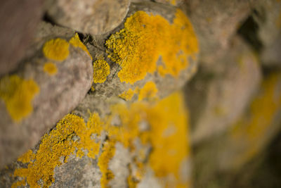 Close-up of yellow leaf on rock