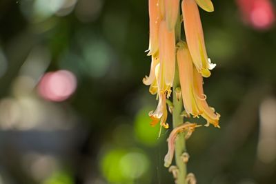 Close-up of yellow flowering plant