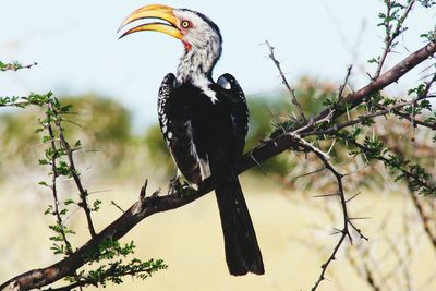 Low angle view of bird perching on tree against sky