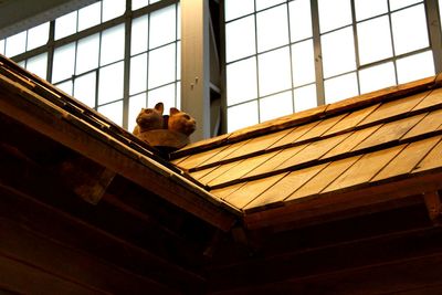 Low angle view of cat on roof against sky