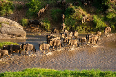 Blue wildebeest in sunshine cross shallow stream