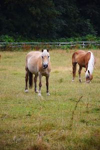 Horses grazing in a field