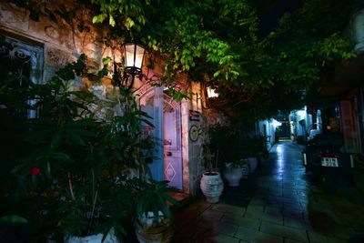 Potted plants and buildings in city at night