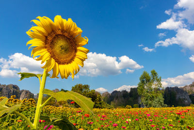 Close-up of fresh yellow flower against sky