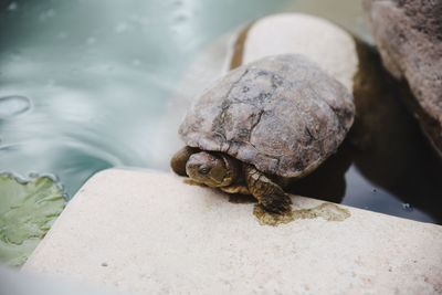 Close-up of lizard on rock
