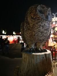Close-up of owl perching on wood in city at night