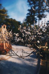 Close-up of cherry blossom tree against sky