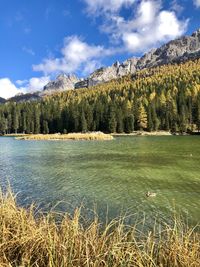 Scenic view of pine trees by lake against sky