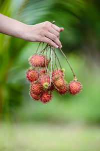Close-up of hand holding strawberry plant