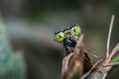 Close-up of butterfly on leaf