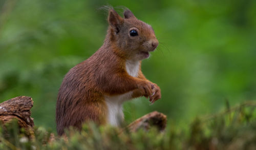 Profile view of rat on meadow