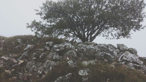 Low angle view of trees against sky