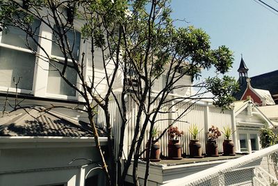 Plants growing in front of building