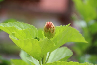 Close-up of green plant