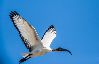 Low angle view of seagull flying against blue sky