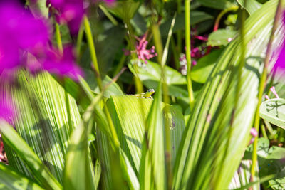 Small lizard camouflaged amidst plants