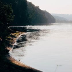 Scenic view of river in forest