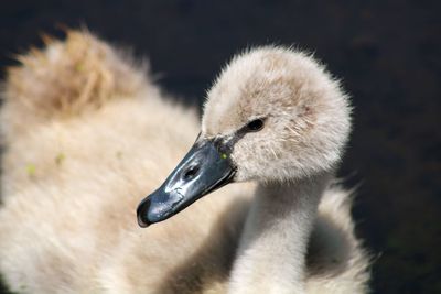 Close-up of a cygnet against blurred background