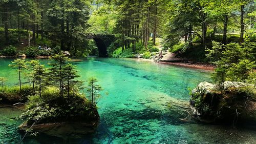 Scenic view of forest