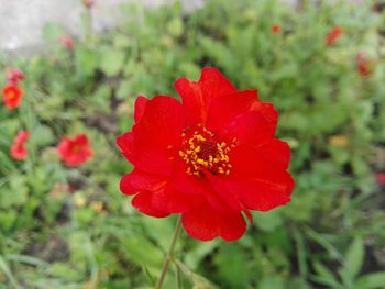 Close-up of red flowers